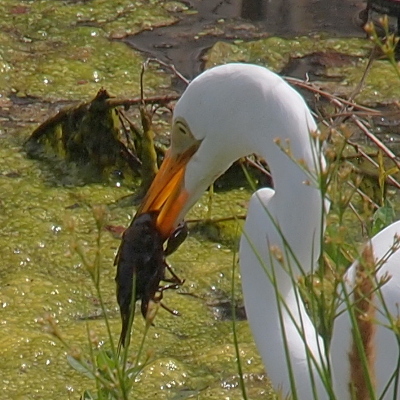 [Close view of the left side of the head of an egret standing in the water. The egret holds a dark large critter between the halves of its yellow bill.]